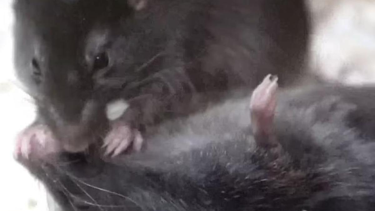 Rat&oacute;n practicando primeros auxilios a un cong&eacute;nere