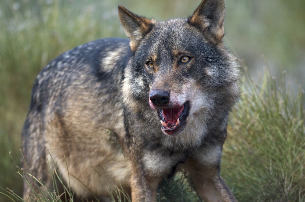 Lobo ibérico. Lleva manchas de sangre en el hocico.