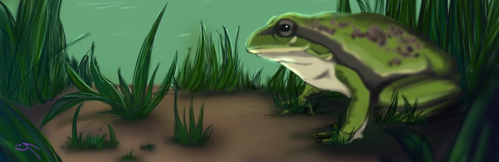 Una ilustración de la misma ranita de San Antonio. Se encuentra en la orilla de una laguna, entre la vegetación.