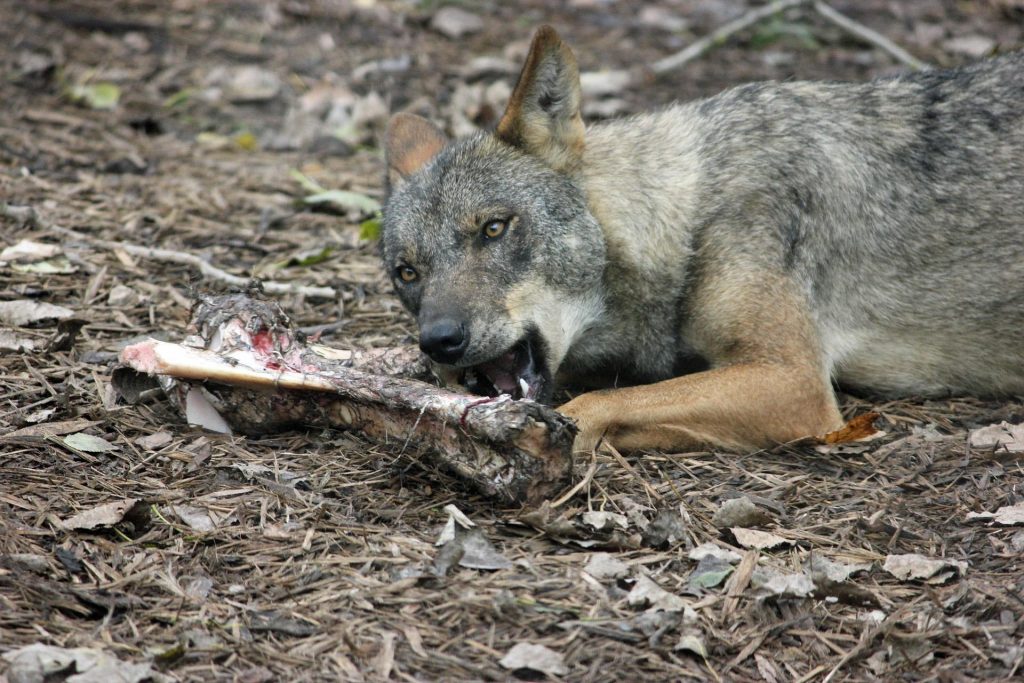 Lobo ibérico rebañando unos restos animales.