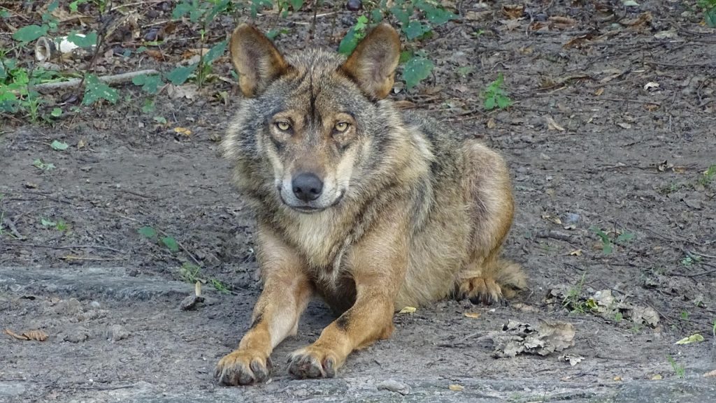 Lobo ibérico tumbado en un claro