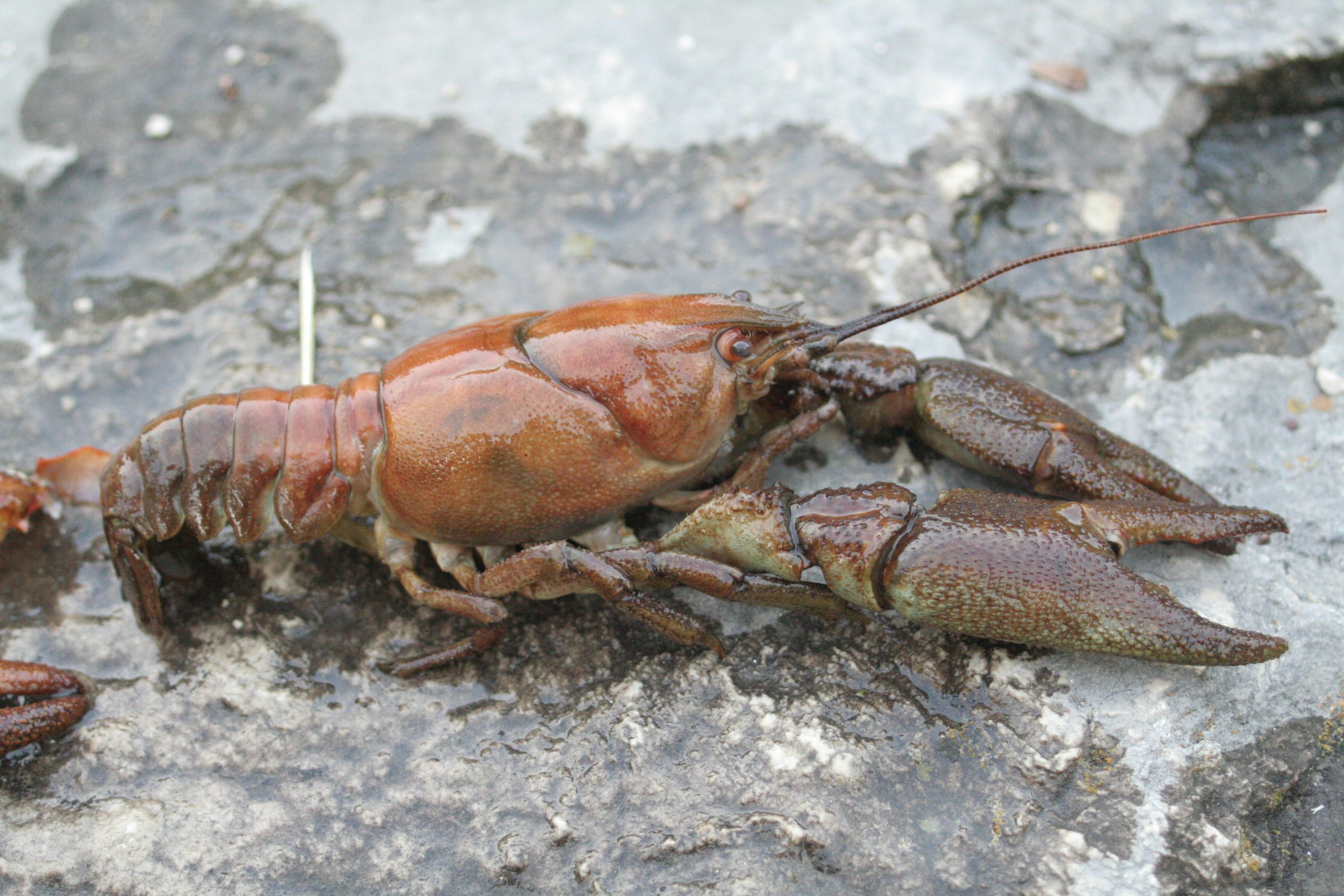 Declive de la fauna de agua dulce {La Mecánica del Caracol}