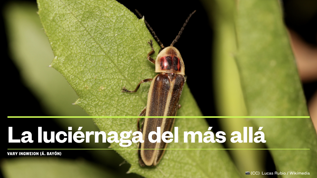 Portada de la charla "La luciérnaga del más allá". Se ve una luciérnaga, marrón, con los bordes de las piezas de exoesqueleto amarillas y franjas rojas en el tórax. Se encuentra sobre una hoja. El título de la charla está superpuesto, con letras blancas. También mi nombre y el autor de la foto de fondo, que es Lucas Rubio.
