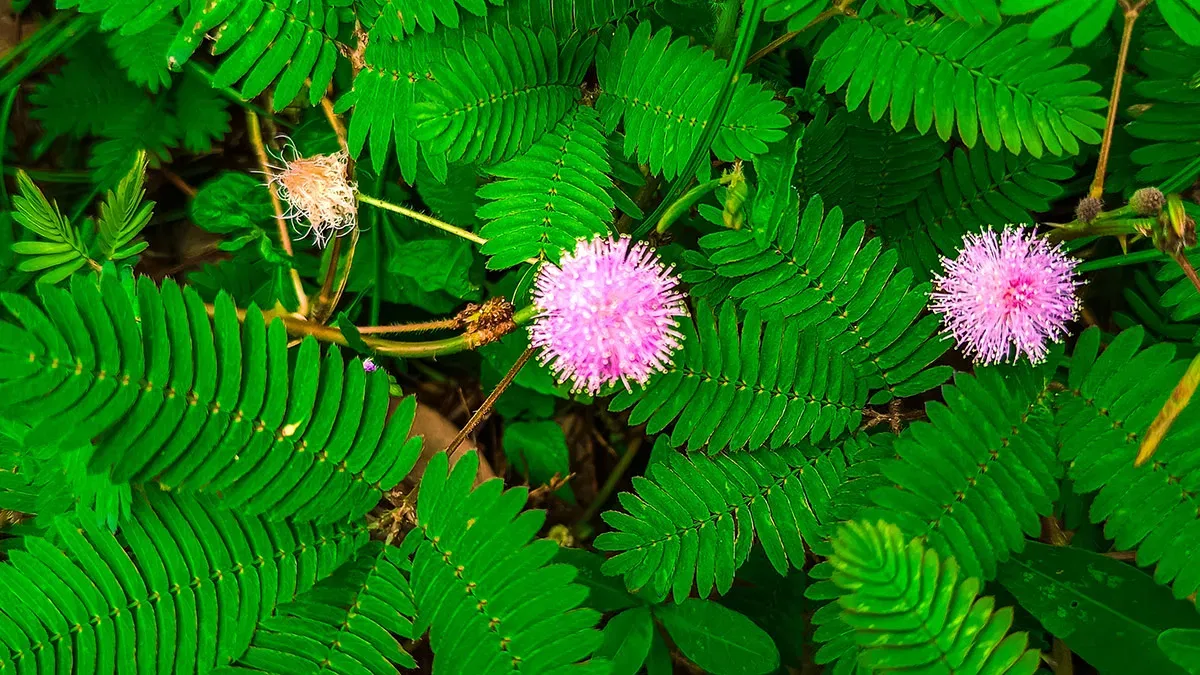 Ceguera a las plantas: el universo vegetal es extraordinario y nos lo estamos perdiendo {Yorokobu}