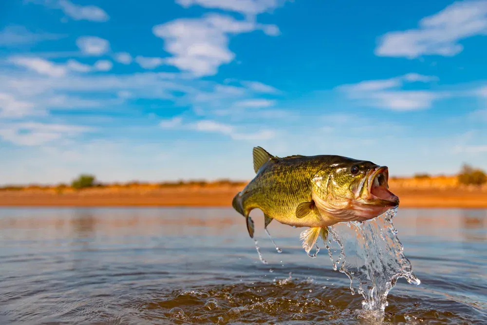Black Bass