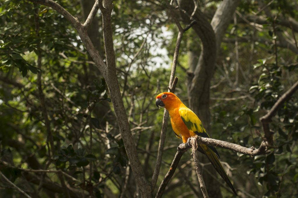 Amazonas — Ncassullo / Pixabay