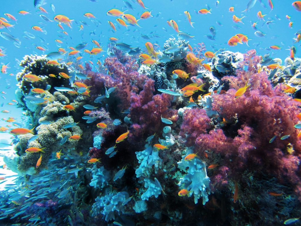 Arrecife de coral — Lisa / Pixabay